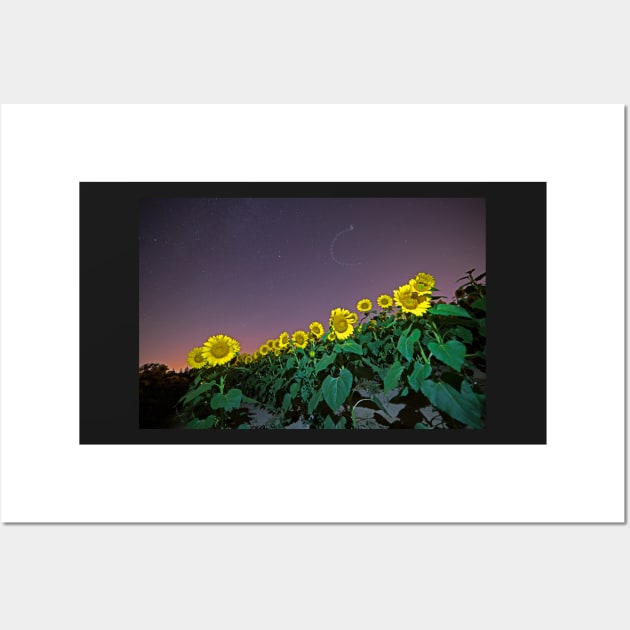 Starry Sky over Colby Farm Sunflowers Newbury MA Wall Art by WayneOxfordPh